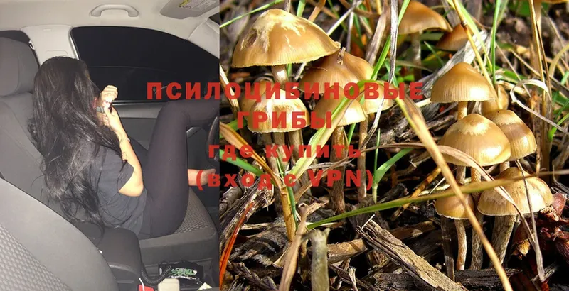 Псилоцибиновые грибы Magic Shrooms  где найти наркотики  Богучар 